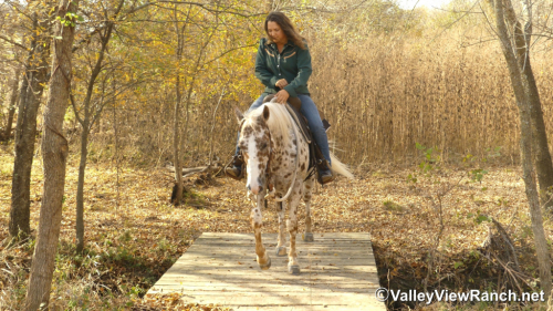 HorseID: 2306242 Boon - PhotoID: 1089888