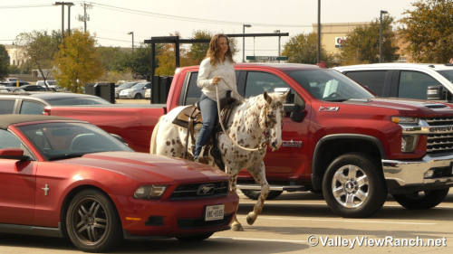 HorseID: 2306242 Boon - PhotoID: 1089889