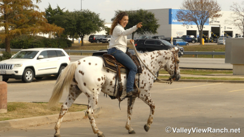 HorseID: 2306242 Boon - PhotoID: 1089890