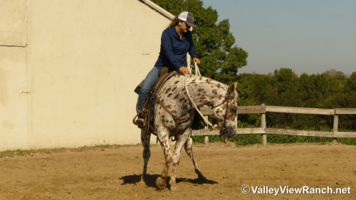 HorseID: 2306242 Boon - PhotoID: 1089892