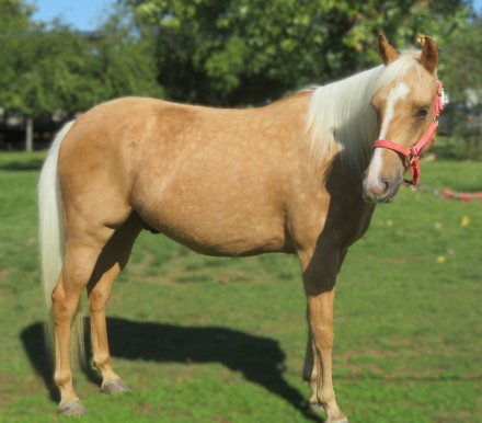 HorseID: 2306243 One For The Money MG - PhotoID: 1089907