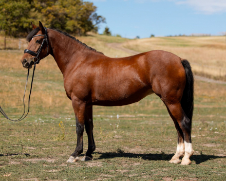 HorseID: 2306250 SV Sayulita - PhotoID: 1089913