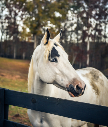 HorseID: 2306251 Aspen - PhotoID: 1089914