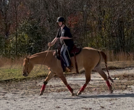 HorseID: 2306252 Four Mac Stroker - PhotoID: 1089920