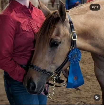 HorseID: 2306252 Four Mac Stroker - PhotoID: 1089922