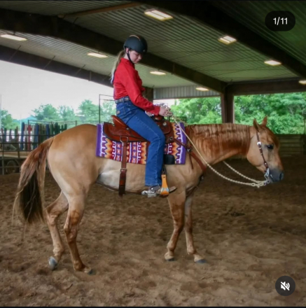 HorseID: 2306252 Four Mac Stroker - PhotoID: 1089923