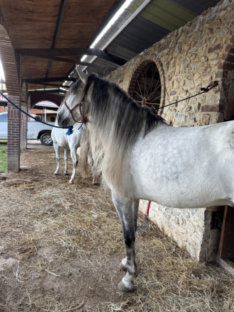 HorseID: 2306253 Palomo - PhotoID: 1089917