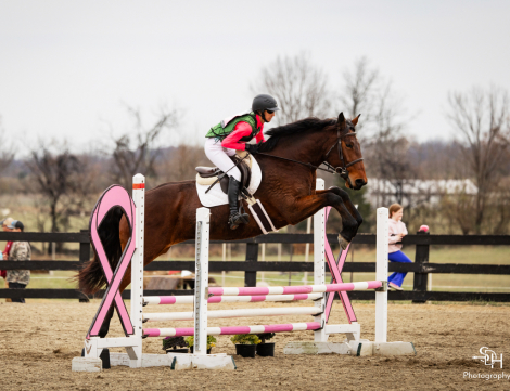 HorseID: 2306254 Nesta - PhotoID: 1089915