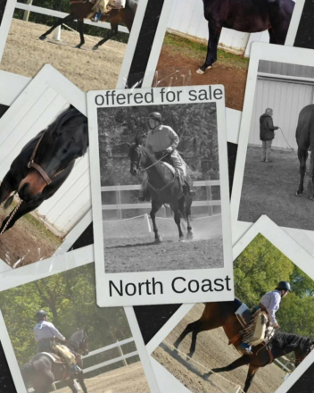 HorseID: 2306258 North Coast - PhotoID: 1089925