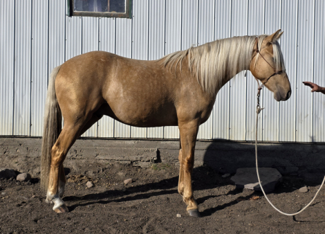 HorseID: 2306259 MDR Yukon Gold Rush - PhotoID: 1089926