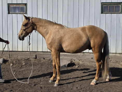 HorseID: 2306259 MDR Yukon Gold Rush - PhotoID: 1089927