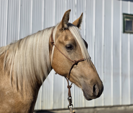 HorseID: 2306259 MDR Yukon Gold Rush - PhotoID: 1089928