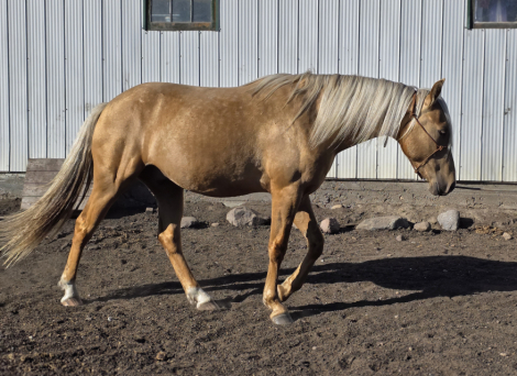 HorseID: 2306259 MDR Yukon Gold Rush - PhotoID: 1089929