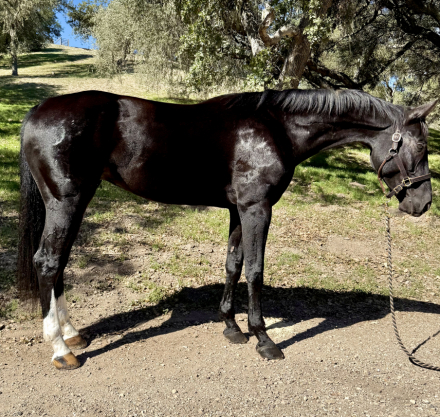 HorseID: 2306260 Sir Espri MKF - PhotoID: 1089930