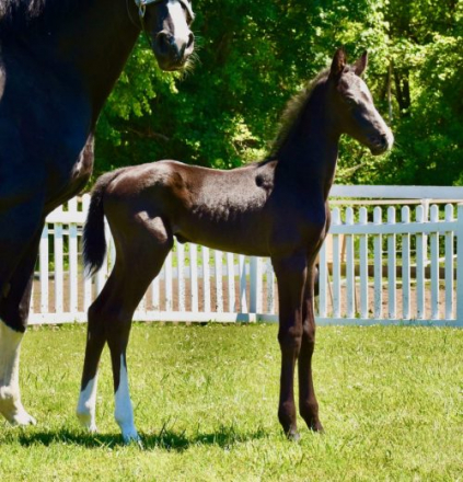 HorseID: 2306260 Sir Espri MKF - PhotoID: 1089931