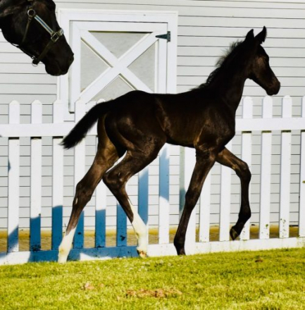 HorseID: 2306260 Sir Espri MKF - PhotoID: 1089932