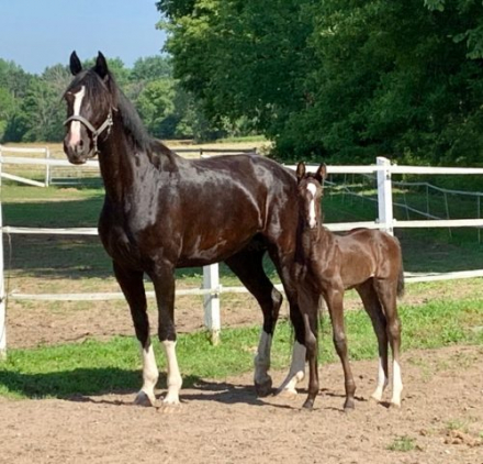 HorseID: 2306260 Sir Espri MKF - PhotoID: 1089933