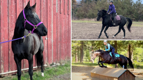 HorseID: 2306261 Dash N Frost - PhotoID: 1089934