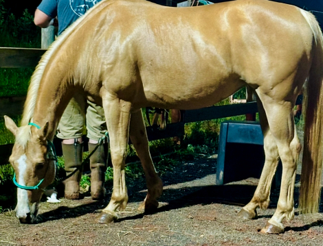 HorseID: 2306262 Palomino Mare - PhotoID: 1089935