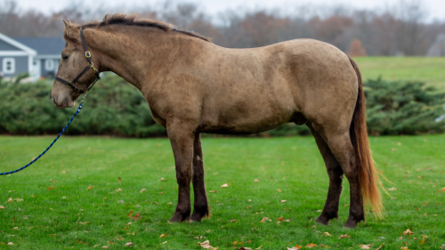 HorseID: 2306265 Zeus - PhotoID: 1089937