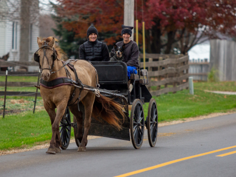 HorseID: 2306265 Zeus - PhotoID: 1089938