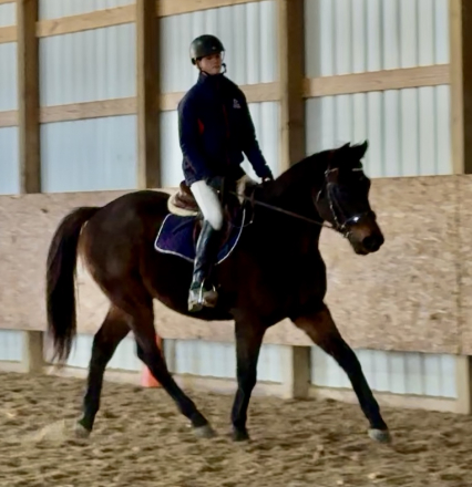 HorseID: 2306267 Wayne’s Legend - PhotoID: 1089941