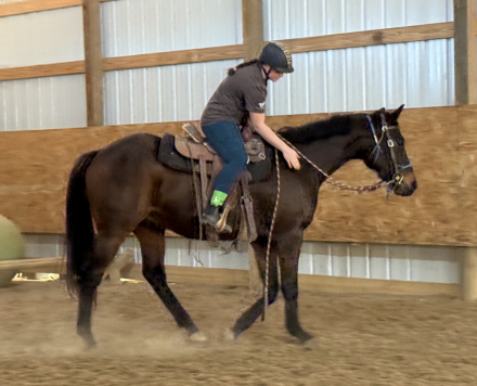 HorseID: 2306267 Wayne’s Legend - PhotoID: 1089942