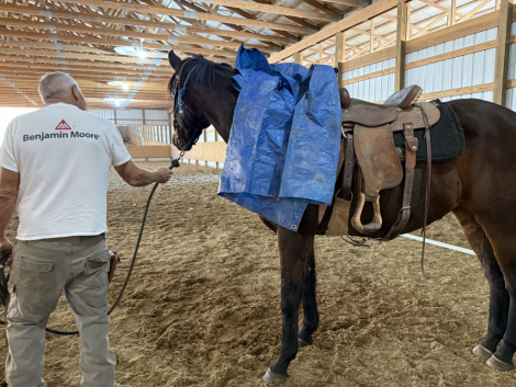 HorseID: 2306267 Wayne’s Legend - PhotoID: 1089943