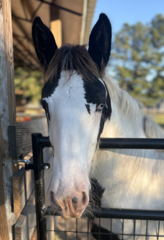 HorseID: 2306271 Pineridge Aiden - PhotoID: 1089944