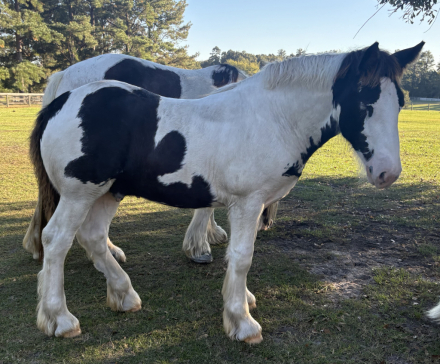 HorseID: 2306271 Pineridge Aiden - PhotoID: 1089945