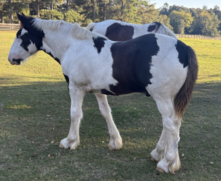 HorseID: 2306271 Pineridge Aiden - PhotoID: 1089946