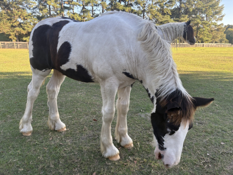 HorseID: 2306271 Pineridge Aiden - PhotoID: 1089947