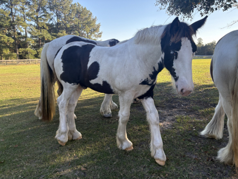 HorseID: 2306271 Pineridge Aiden - PhotoID: 1089948