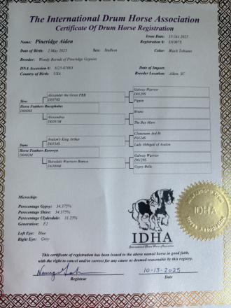 HorseID: 2306271 Pineridge Aiden - PhotoID: 1089949