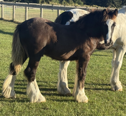 HorseID: 2306272 Pineridge Empire's Ransom - PhotoID: 1089950