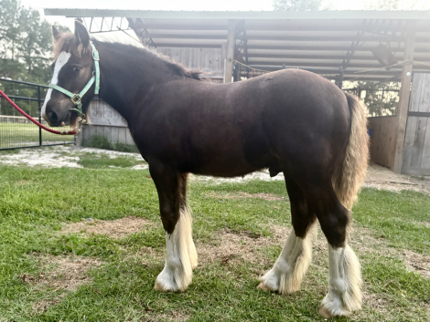 HorseID: 2306272 Pineridge Empire's Ransom - PhotoID: 1089951