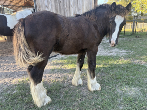 HorseID: 2306272 Pineridge Empire's Ransom - PhotoID: 1089952