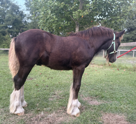 HorseID: 2306272 Pineridge Empire's Ransom - PhotoID: 1089953