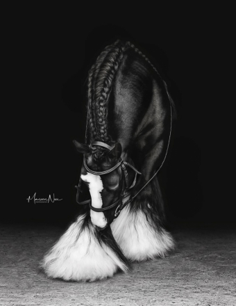 HorseID: 2306272 Pineridge Empire's Ransom - PhotoID: 1089954