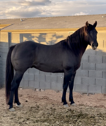 HorseID: 2306276 Smoke N Whizard - PhotoID: 1089959