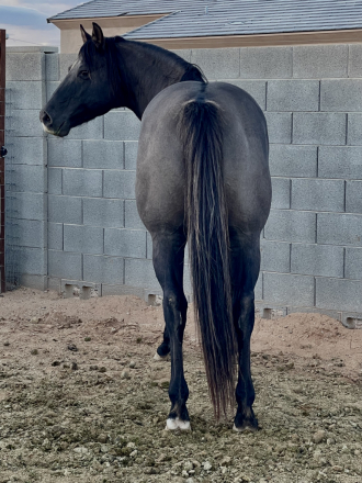 HorseID: 2306276 Smoke N Whizard - PhotoID: 1089960