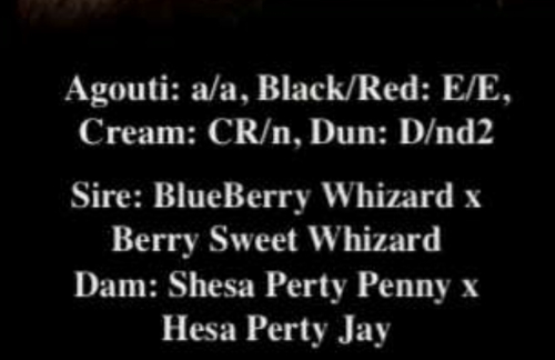 HorseID: 2306276 Smoke N Whizard - PhotoID: 1089962