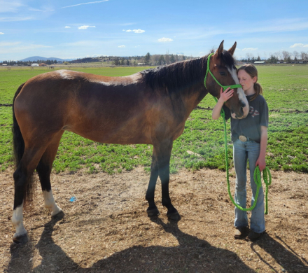 HorseID: 2306278 Lulu - PhotoID: 1089964