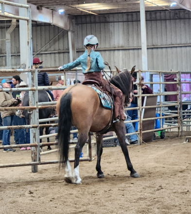 HorseID: 2306278 Lulu - PhotoID: 1089965