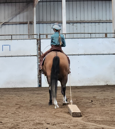 HorseID: 2306278 Lulu - PhotoID: 1089966