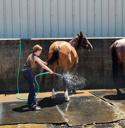 HorseID: 2306278 Lulu - PhotoID: 1089967