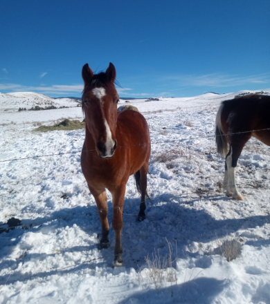 HorseID: 2306281 Ruger - PhotoID: 1089968