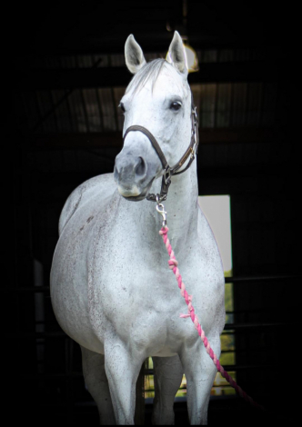 HorseID: 2306282 Love All That Jazz - PhotoID: 1089969