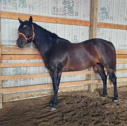 HorseID: 2306288 No Doubt Im Lazy - PhotoID: 1089970