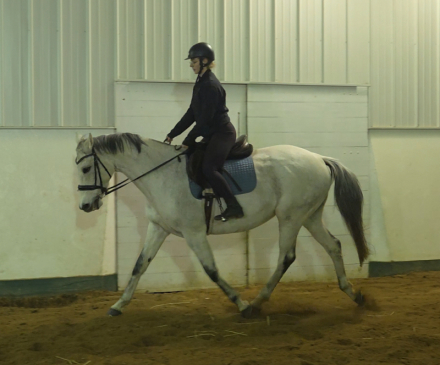 HorseID: 2306289 Arabella - PhotoID: 1089972